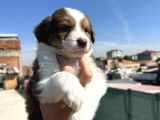 35 Günlük Border Collie Yavru