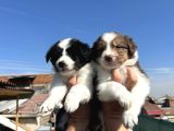 35 Günlük Border Collie Yavru