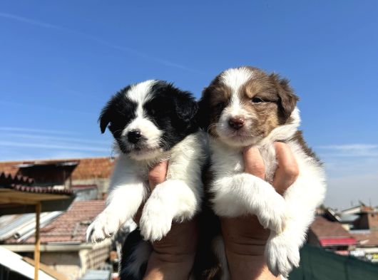 35 Günlük Border Collie Yavru görsel