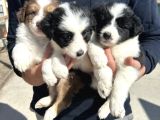 35 Günlük Border Collie Yavru