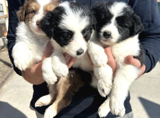 35 Günlük Border Collie Yavru görsel
