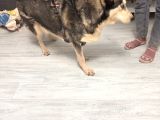Aşili Karneli̇ Çok Akili Hayvanlar 2 Adet Erkek Ve Dişi