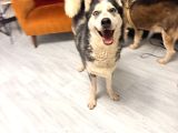 Erkek Ve Di̇şi̇ Olmak Üzere 2 Adet Husky