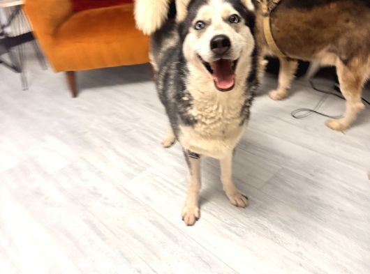 Erkek Ve Di̇şi̇ Olmak Üzere 2 Adet Husky görsel