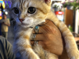 2 Yaşında Iki British Shorthair Bebeğimize Yuva Arıyoruz Ücretsizdir