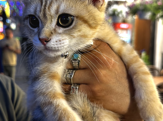 2 Yaşında Iki British Shorthair Bebeğimize Yuva Arıyoruz Ücretsizdir görsel