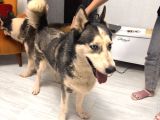 ERKEK VE DİŞİ OLMAK ÜZERE 2 adet husky