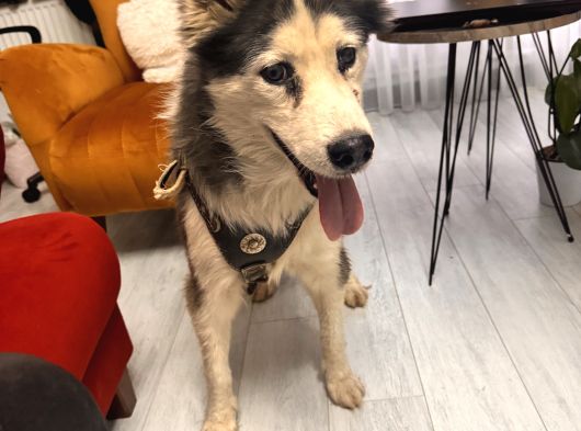 Erkek Ve Di̇şi̇ Olmak Üzere 2 Adet Husky görsel