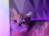 2 Yaşında Iki British Shorthair Bebeğimize Yuva Arıyoruz Ücretsizdir