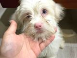 2 aylık maltipoo yavru mavi gözlü pembe burunlu