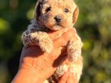 TEACUP F1 MALTİPOO BEBEKLER