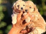 Teacup F1 Malti̇poo Bebekler