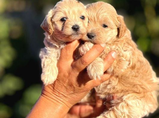 Teacup F1 Malti̇poo Bebekler görsel