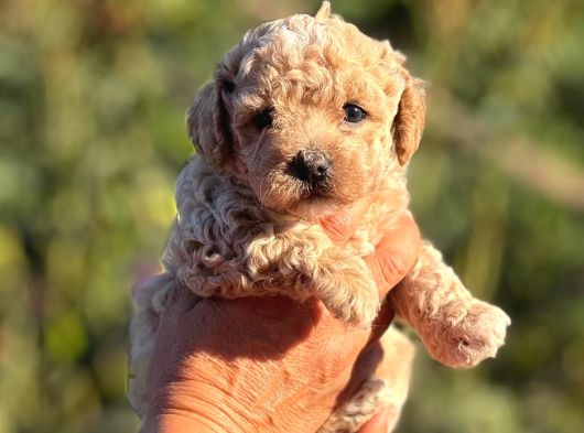 TEACUP F1 MALTİPOO BEBEKLER