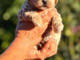 Teacup F1 Malti̇poo Bebekler