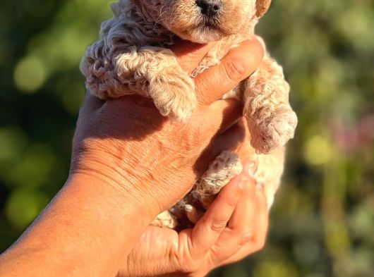 Teacup F1 Malti̇poo Bebekler görsel