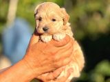 Teacup F1 Malti̇poo Bebekler
