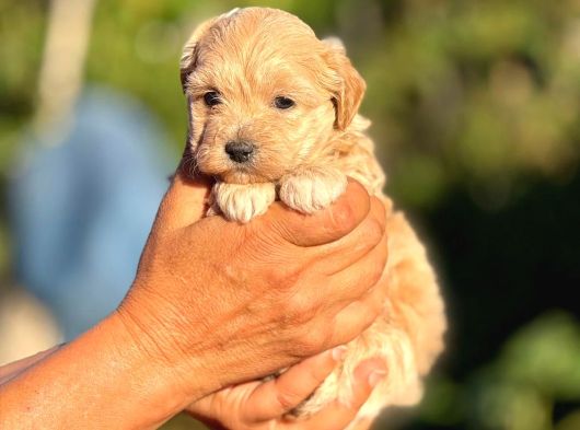 Teacup F1 Malti̇poo Bebekler görsel