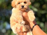 TEACUP F1 MALTİPOO BEBEKLER