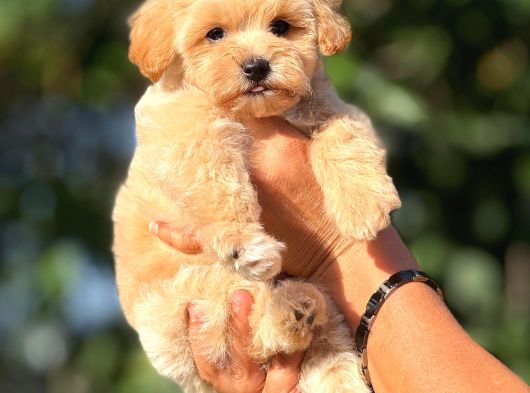 TEACUP F1 MALTİPOO BEBEKLER