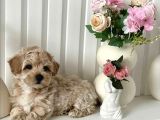UFACIK MALTİPOO YAVRULAR