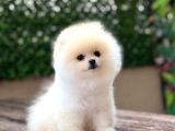 Orji̇nal Pomerani̇an Boo Çocuklar