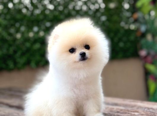 Orji̇nal Pomerani̇an Boo Çocuklar görsel