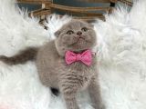 2 Aylık Dişi Scottish Fold Yavrumuza Yuva Arıyoruz.
