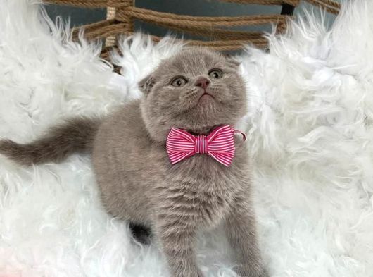 2 Aylık Dişi Scottish Fold Yavrumuza Yuva Arıyoruz. görsel
