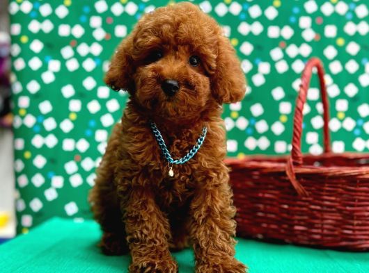 Orji̇nal Poodle Çocuklar görsel