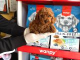 Toy Poodle Yavrularımız