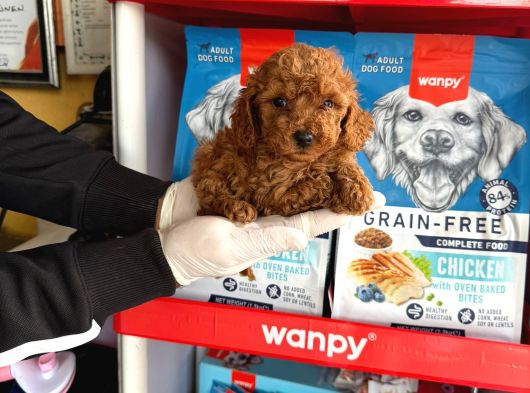Toy Poodle Yavrularımız görsel