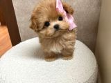 KIVIR KIVIR TÜY DÖKMEYEN MALTIPOO YAVRULAR
