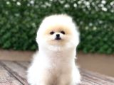 Orji̇nal Pomerani̇an Boo Çocuklar