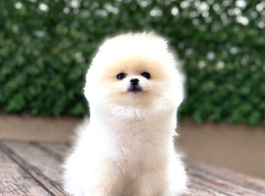 Orji̇nal Pomerani̇an Boo Çocuklar görsel