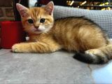 2 Yaşında Iki British Shorthair Bebeğimize Yuva Arıyoruz Ücretsizdir