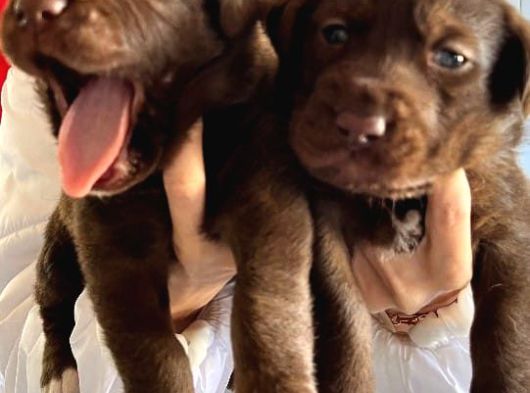 Labrador Yavrularımız görsel