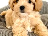 Anatomi̇ Hari̇kasi Maltipoo Bebekler