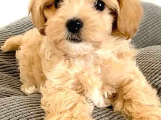 Anatomi̇ Hari̇kasi Maltipoo Bebekler görsel