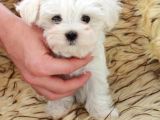 Maltese Bebi̇şleri̇mi̇z