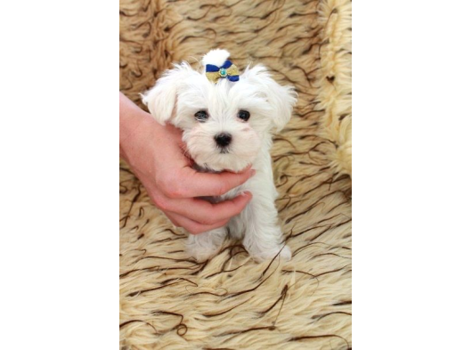 Maltese Bebi̇şleri̇mi̇z görsel