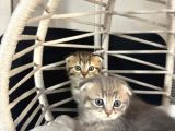 Scottish Fold  Bluepoint Yavrularimiz