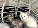 Scottish Fold  Bluepoint Yavrularimiz