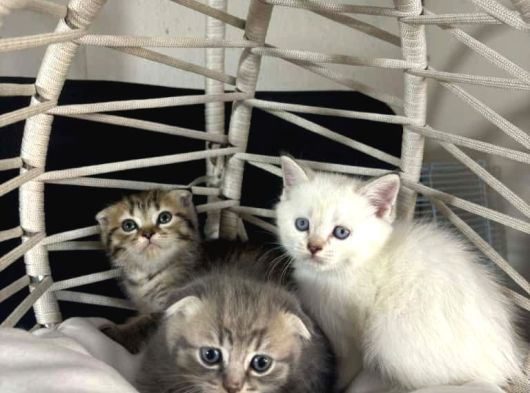 Scottish Fold  Bluepoint Yavrularimiz görsel
