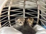 Scottish Fold  Bluepoint Yavrularimiz
