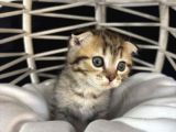 Scottish Fold  Bluepoint Yavrularimiz
