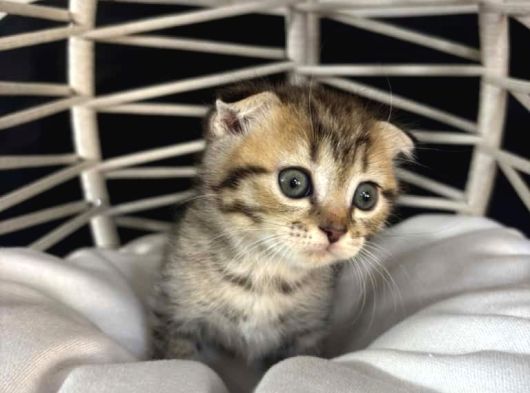 Scottish Fold  Bluepoint Yavrularimiz görsel
