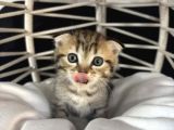 SCOTTISH FOLD  BLUEPOINT YAVRULARIMIZ