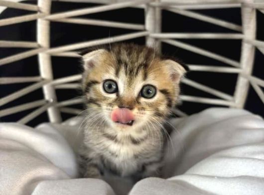 Scottish Fold  Bluepoint Yavrularimiz