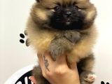 Orange Renk Safkan Pomeranian Boo Yavrular